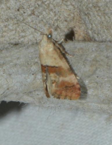 Réf. 248 266 : Cochylini inconnu